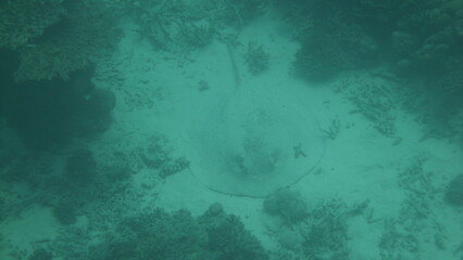 Unterwasserwelt Embudu