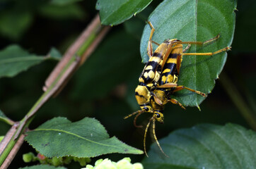 トラカミキリ　ヨツスジトラカミキリ