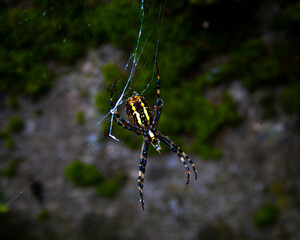 Araneus spider
