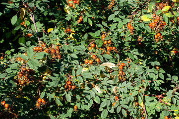 a shrub of a dog rose with lots of ripening hips