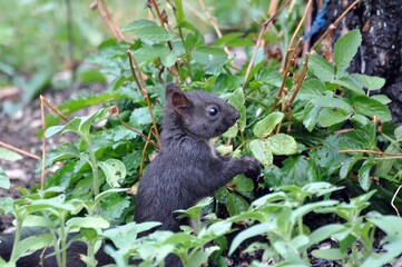 Eichhörnchen im Garten