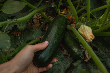 harvesting zucchini; plucks a ripe zucchini fruit from a zucchini bush