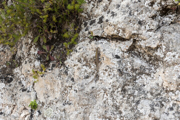 Lizard on the rock
