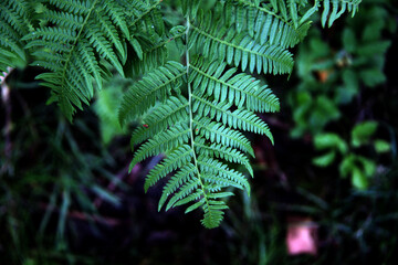 green fern close up
