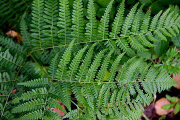 Fototapeta na wymiar green fern close up