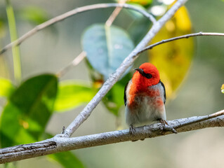 Scarlet Honeyeater in relaxed pose - Brisbane Australia