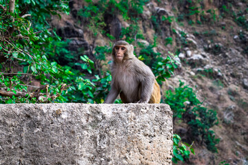 A monkey on the rock 