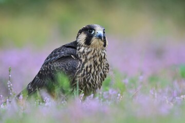 Young peregrine falcon sitting on the ground. Falco peregrinus in the nature habitat. nests in the national park czech switzerland