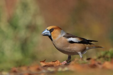 awfinch sits on the ground . (Coccothraustes coccothraustes) Wildlife scene from autumn forest.