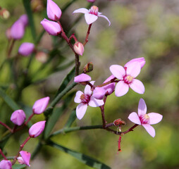 Obraz premium Beautiful pink flowers of rare West Australian wildflower Boronia ovata species blooming in early spring in King's Park, Perth ,Western Australia where it is a protected species.