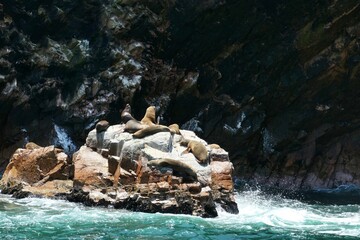 sea lions in the sea