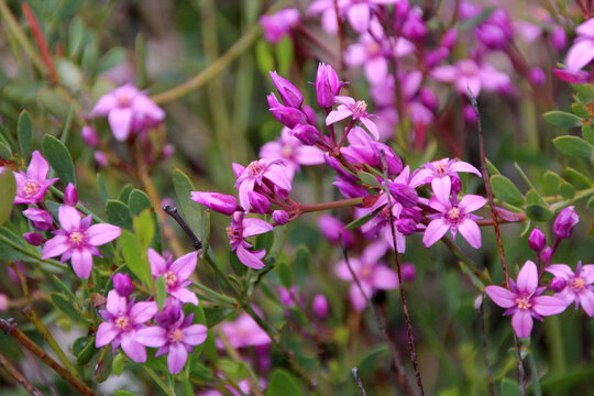 Beautiful pink flowers of  rare West Australian  wildflower Boronia ovata species blooming in early spring  in King's Park, Perth ,Western Australia where it is a protected species.