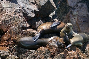 Obraz premium galapagos sea lion
