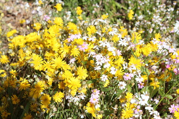 A dainty clump of decorative Australian  yellow Everlastings or Paper Daisies a species in genera Xerochrysum family Asteraceae growing in King's Park, Perth, Western Australia in spring.