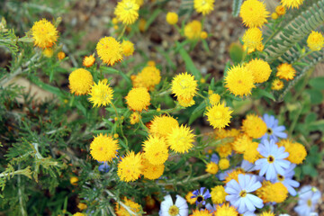 A dainty clump of decorative Australian  yellow Everlastings or Paper Daisies a species in genera Xerochrysum family Asteraceae growing in King's Park, Perth, Western Australia in spring.