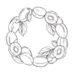 Plums on white background. Vector  illustration.