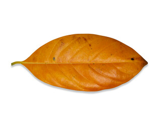 jackfruit leaf isolate on white background with clipping path.