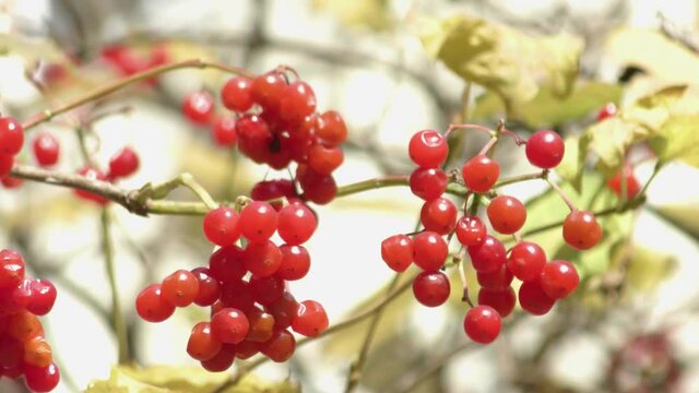Red viburnum (guelder rose, virginity ) berry in autumn city close up