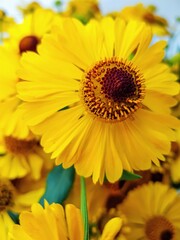 Obraz premium A bouquet of yellow rudbekia flowers or coneflowers close-up.