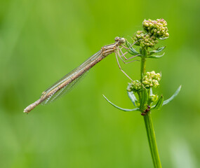 white-legged damselfly (Platycnemis pennipes) on a flower bud bunch