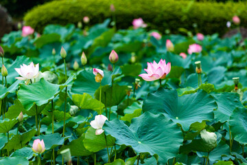 たくさん咲いている蓮の花