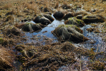 Wetland view. There is a lot of water in the grass.