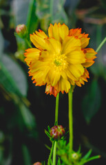 Beautiful cosmos yellow flower in the garden