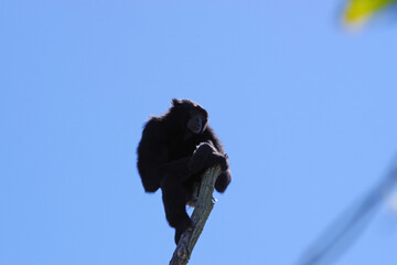 Primate sur sa branche au parc de la Flèche