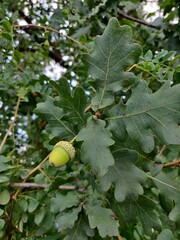 acorns on the tree