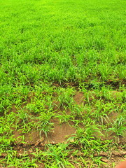 夏の緑肥茂る休耕地風景