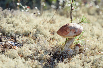 Edible mushroom boletus with red hat grows on white moss on an autumn day in the forest.