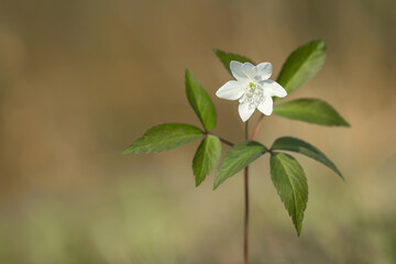 Three leaved anemone, Anemone trifolia or Anemonoides trifolia is very rare and endangered three-leaved anemone, perennial herbaceous plant in buttercup family Ranunculaceae