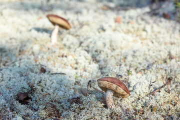 Group of edible boletus edulis with red hat grows on white moss on summer day in the forest.