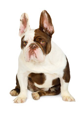 Adorable purebred French Bulldog isolated on white background