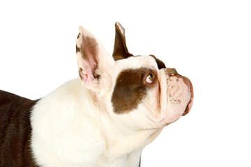 Close-up portrait of a purebred French bulldog dog over white