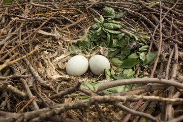 Common buzzard eggs in the nest, close up photo taken by climbing on the tree in natural habitat,...