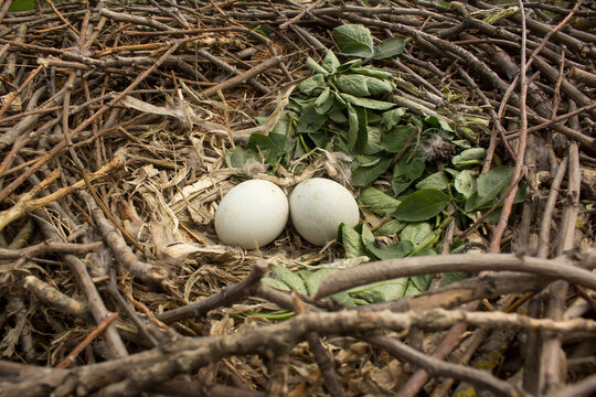 Common buzzard eggs in the nest, close up photo taken by climbing on the tree in natural habitat, Buteo buteo white greenish eggs with brown spots 