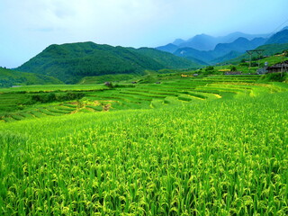Fototapeta na wymiar land scape of rice terrace Mu Cang Chai VIETNAM in rain season
