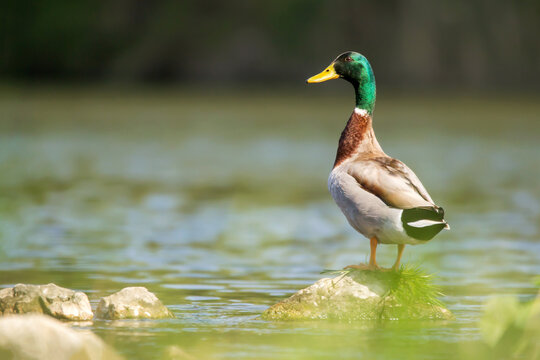 Mallard (Anas platyrhynchos) or wild duck, a common dabbling duck, male mallard standing on the rock in natural habitat Drava river, Anseriformes, Anatidae