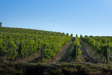 Fototapeta na wymiar Tuscan hill with red grape vineyard in rows