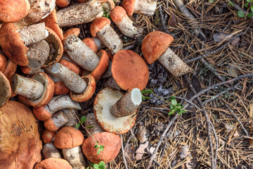 Bunch of cut mushrooms of boletus and boletus with red hat lies on the ground on summer day in the forest.