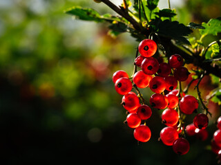 Red currant berries on a branch, close-up, copy space. Currant berries Shine through in the sun. Bright natural background or screen saver with space for text. Vitamins and gardening, organic