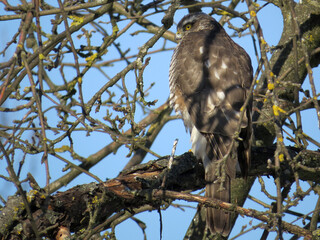 Eurasian sparrowhawk (Accipiter nisus) hiding in the trees and stalking garden birds, female sparrowhawk in the garden