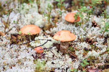Group of edible boletus edulis with red hat grows on white moss on summer day in the forest.