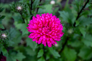 Flower Astra magenta color on the green leaves background. Top view of beautiful astra.