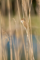 Great reed warbler (Acrocephalus arundinaceus) singing in the reed beds by the river shore in natural habitat Drava river