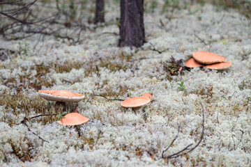 Group of edible boletus edulis with red hat grows on white moss on summer day in the forest.