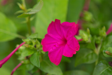 Obraz premium wild flowers in the field