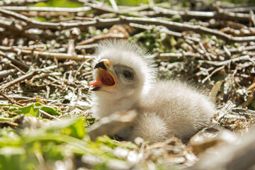 Common buzzard chick in the nest, Buteo buteo buzzard fledgling feeding with a rodent, rat prey in the buzzard nest, photo taken by climbing on the tree in natural habitat
