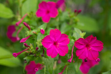 wild flowers in the field
